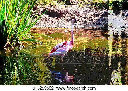 single flamingo in water and bushes View Large Illustration Drawing - single flamingo in water and bushes. Fotosearch