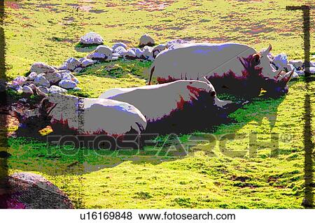 three resting rhinoceros View Large Illustration Stock Illustration - three resting rhinoceros. Fotosearch
