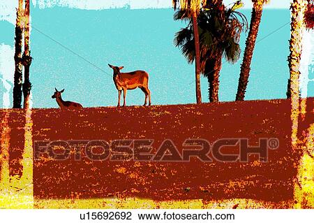 Drawing - two deer on hill. Fotosearch