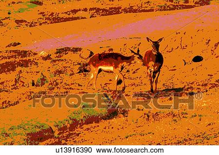 Clipart - two monochrome deer. Fotosearch