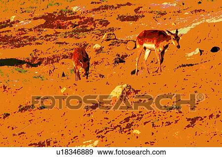 two monocrome deer View Large Illustration Stock Illustration - two monocrome deer. Fotosearch