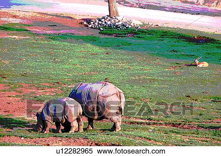 two rhinocerous eating View Large Illustration Stock Illustration - two rhinocerous eating. Fotosearch