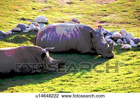 two rhinocerous resting View Large Illustration Drawing - two rhinocerous resting. Fotosearch