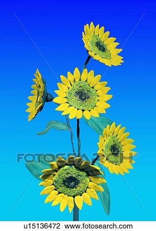 Sunflowers View Large Illustration Drawing - Sunflowers. Fotosearch