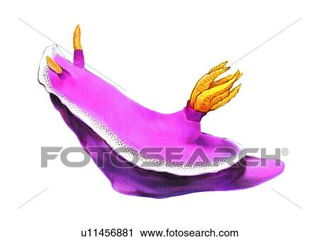 benthos, animal, ocean, sea View Large Illustration Clip Art - benthos, animal, ocean, sea. Fotosearch