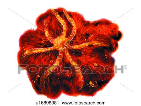 benthos, animal, ocean, sea, coral, corallite, nullipore View Large Illustration Clip Art - benthos, animal, ocean, sea, coral, corallite, nullipore. Fotosearch