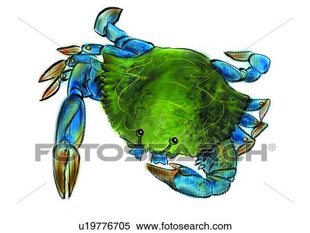 Stock Illustration - benthos, animal, ocean, sea, crab, crustaceam. Fotosearch
