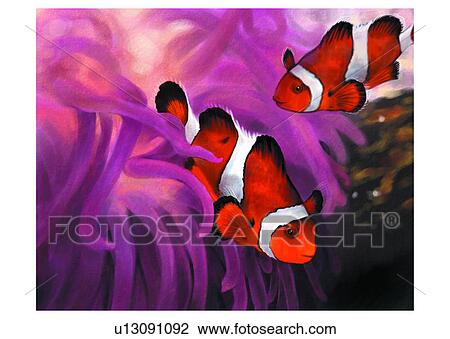 Drawing - benthos, animal, ocean, sea, vertebrate, fish, amphiprion frenatus. Fotosearch