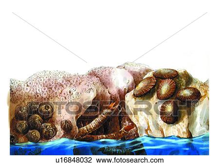 Drawing - benthos, animal, ocean, sea. Fotosearch