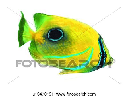 Clip Art - benthos, animal, ocean, sea, fish, vertebratechaetodon bennetti cuvier, bennett's butterflyfish. Fotosearch