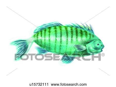 Clip Art - benthos, animal, ocean, sea, fish, vertebrate. Fotosearch