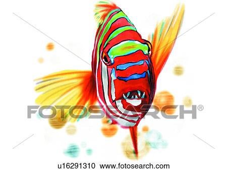 Clipart - benthos, animal, ocean, sea, fish, vertebrate, scarus ghobban. Fotosearch