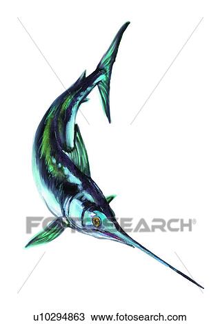 Drawing - benthos, animal, ocean, sea, fish, vertebrate, sailfish. Fotosearch