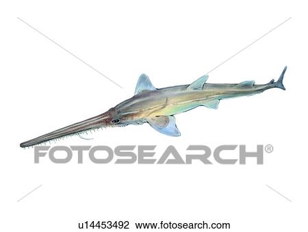 Drawing - benthos, animal, ocean, sea, fish, vertebrate, pristiaphorus japonicus. Fotosearch