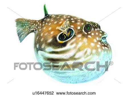 Drawing - benthos, animal, ocean, sea, fish, vertebrate, swellfish. Fotosearch