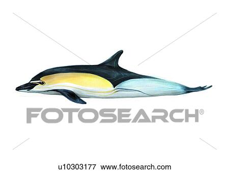 Stock Illustration - benthos, animal, ocean, sea, fish, vertebrate, dolphin. Fotosearch