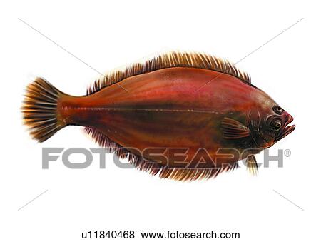 Stock Illustration - benthos, animal, ocean, sea, fish, vertebrate, hip poglossus stenolepis. Fotosearch