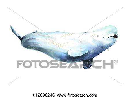 Stock Illustration - benthos, animal, ocean, sea, fish, vertebrate, irrawaddy dolphin. Fotosearch
