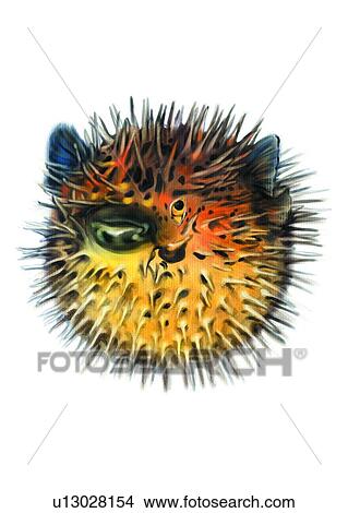 Stock Illustration - benthos, animal, ocean, sea, fish, vertebrate, swellfish. Fotosearch