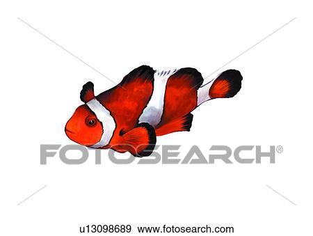 Stock Illustration - benthos, animal, ocean, sea, fish, vertebrate, amphiprion frenatus. Fotosearch