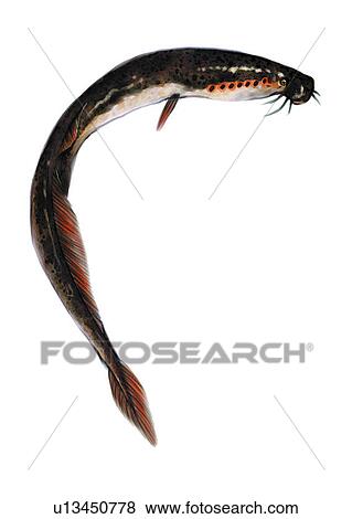 Stock Illustration - benthos, animal, ocean, sea, fish, vertebrate, anguilla. Fotosearch