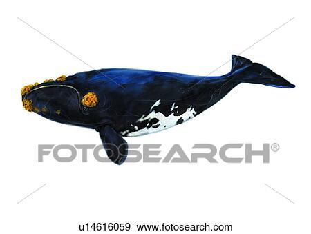 Stock Illustration - benthos, animal, ocean, sea, fish, vertebrate, shark. Fotosearch