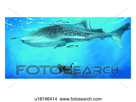 Stock Illustration - benthos, animal, ocean, sea, fish, diver, frogman. Fotosearch