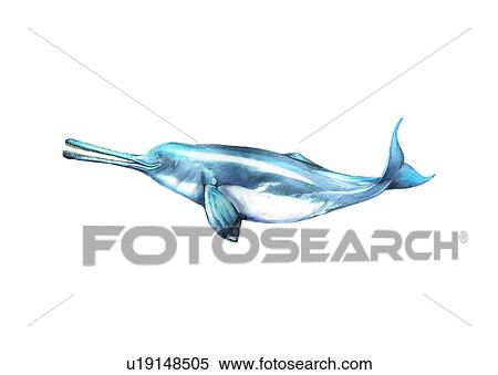 Stock Illustration - benthos, animal, ocean, sea, fish, vertebrate, black finless porpoise. Fotosearch