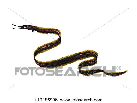 Stock Illustration - benthos, animal, ocean, sea, fish, vertebrate, cyema atrum. Fotosearch
