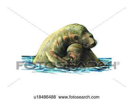 Stock Illustration - benthos, animal, ocean, sea, sea lion. Fotosearch
