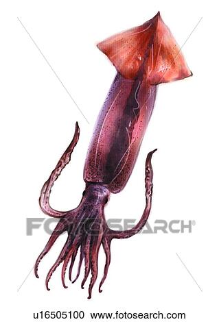 benthos, animal, ocean, sea, squid, cuttle, cuttlefish View Large Illustration Clipart - benthos, animal, ocean, sea, squid, cuttle, cuttlefish. Fotosearch