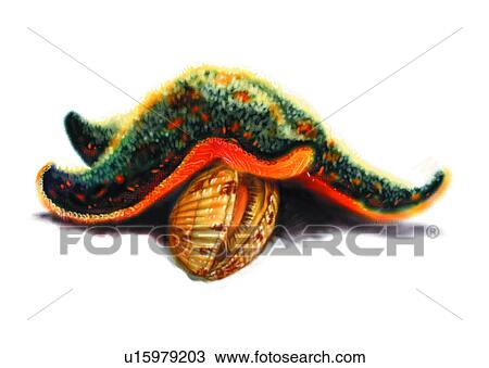 Drawing - benthos, animal, ocean, sea, starfish, invertebrate. Fotosearch