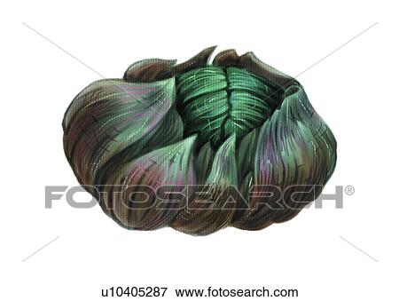 benthos, animal, ocean, sea View Large Illustration Stock Illustration - benthos, animal, ocean, sea. Fotosearch
