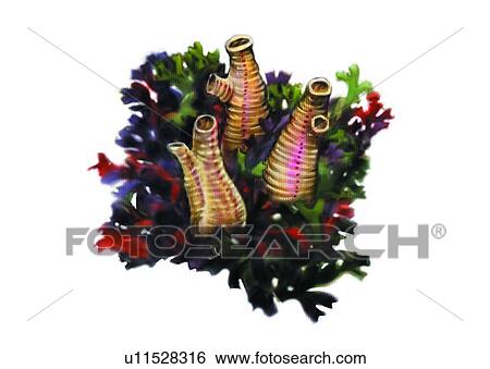 benthos, animal, ocean, sea View Large Illustration Stock Illustration - benthos, animal, ocean, sea. Fotosearch