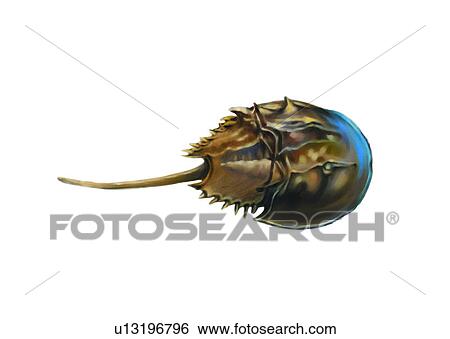 benthos, animal, ocean, sea View Large Illustration Stock Illustration - benthos, animal, ocean, sea. Fotosearch