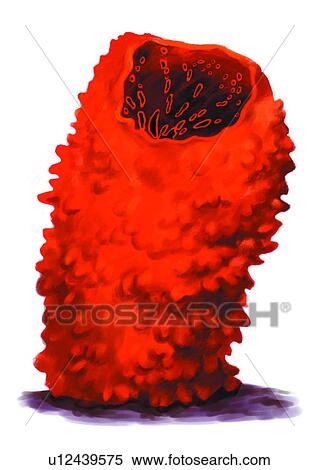 Stock Illustration - benthos, nullipore, sea, animal, coral, corallite, invertebrate. Fotosearch