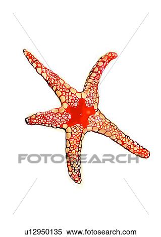 benthos, ocean, starfish, animal, sea, invertebrate View Large Illustration Stock Illustration - benthos, ocean, starfish, animal, sea, invertebrate. Fotosearch