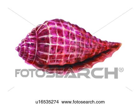 Stock Illustration - benthos, sea, crab, seashell, hermit, animal, ocean. Fotosearch
