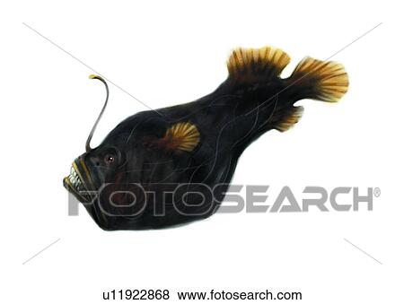 Stock Illustration - benthos, sea, ocean, ceratias holboelli, fish, vertebrate, animal. Fotosearch
