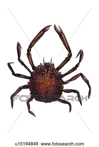 benthos, sea, ocean, crab, crustaceam, animal View Large Illustration Stock Illustration - benthos, sea, ocean, crab, crustaceam, animal. Fotosearch