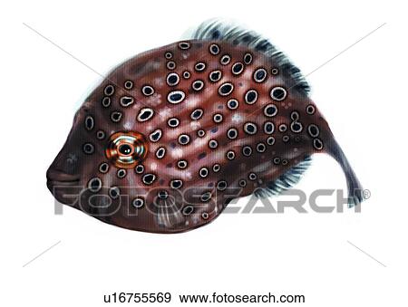 Stock Illustration - benthos, sea, ocean, vertebrate, fish, animal. Fotosearch