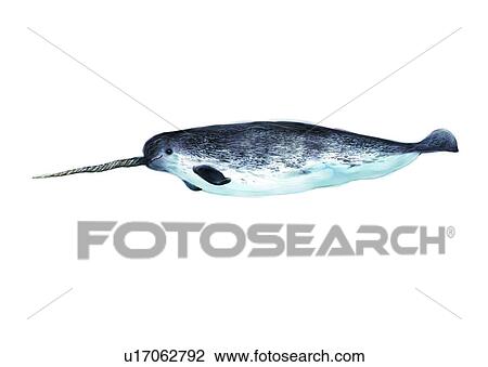 Drawing - black finless porpoise, sea, ocean, vertebrate, animal, benthos, fish. Fotosearch