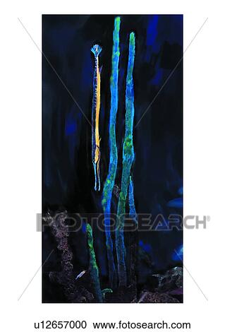 Clipart - coral, sea, animal, coralline, benthos, corallite, ocean. Fotosearch