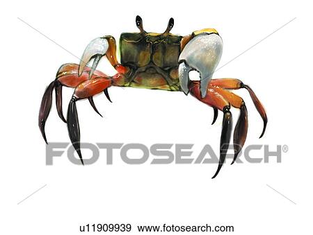 crustaceam, sea, ocean, crab, benthos, animal View Large Illustration Stock Illustration - crustaceam, sea, ocean, crab, benthos, animal. Fotosearch