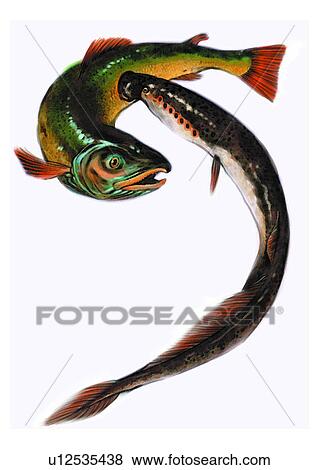 Stock Illustration - fish, ocean, vertebrate, benthos, animal, petromyzon marinus, sea. Fotosearch