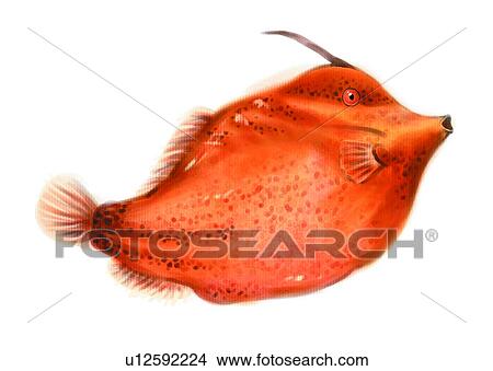 Stock Illustration - fish, vertebrate, benthos, sea, aluterus monoceros, leather jacket, animal. Fotosearch
