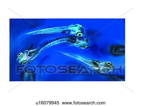 Stock Illustration - fish, vertebrate, hip poglossus stenolepis, benthos, animal, ocean, sea. Fotosearch