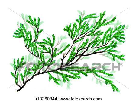 Stock Illustration - invertebrate, sea, nullipore, ocean, benthos, animal. Fotosearch