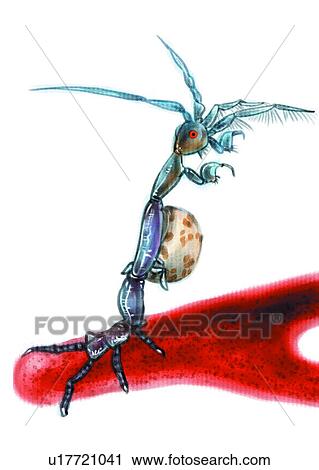 ocean, animal, benthos, anthozoa, sea, invertebrate, microorganism View Large Illustration Clip Art - ocean, animal, benthos, anthozoa, sea, invertebrate, microorganism. Fotosearch