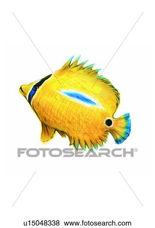 Stock Illustration - ocean, animal, fish, benthos, sea, vertebrate, chelmon rostratus. Fotosearch